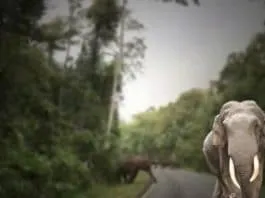 Come non spaventare gli elefanti selvatici a Khao Yai
