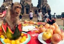 Gin khao! Buffet annuale per le scimmie a Lopburi